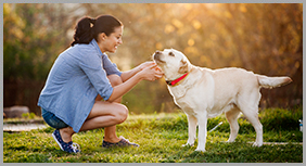 puppy training scarborough