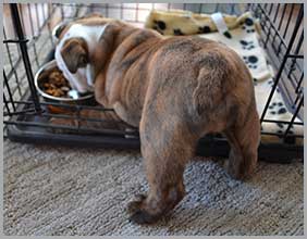 A Puppy Eating Food From a Tray Inside his Crate