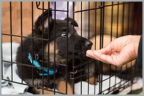 A Puppy Undergoing Crate Training