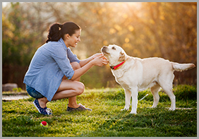 Making Dog Walk Off-Leash