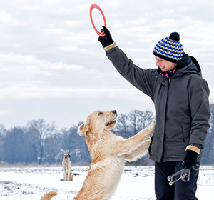 Winter Playtime Tips for Your Dog