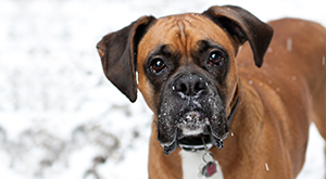 Winter Dog Safety Tips