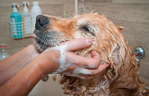 bathing your dog in winter