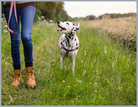 Tips to Help Your Dog Successfully Go Off-Leash