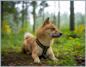 Off-Leash Training Program