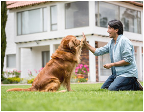 Building Trust with Your Dog with Off-Leash Training