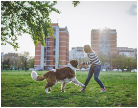 Enroll Your Pet in Our Off-Leash Dog Training Program