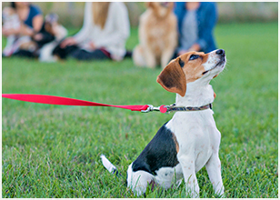 How to Prepare for Your Dog's First Obedience Class
