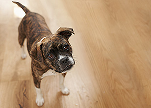 Is Virtual Training Right for Your Dog?