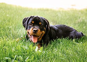 Puppy Training