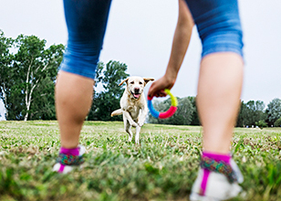 The Basics of Dog Training Every Pet Owner Should Know