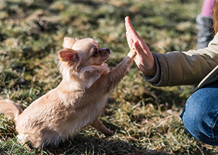 Dog Training Methods