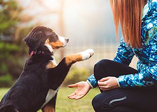 Popular and Effective Dog Training Methods