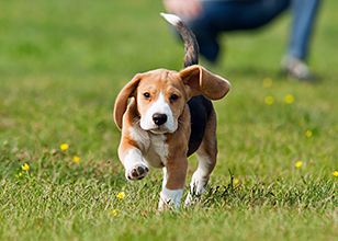 Important Tips for House Training Your Puppy