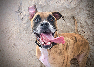 How to Calm and Train an Overly Excited Dog