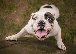 How to Calm and Train an Overly Excited Dog