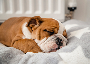 Training Your Puppy for a Nighttime Routine