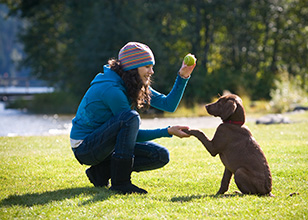 How to get a dog to obey