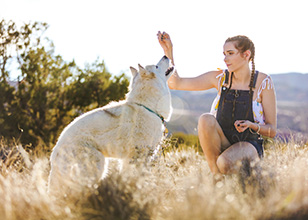 training your aggressive dog