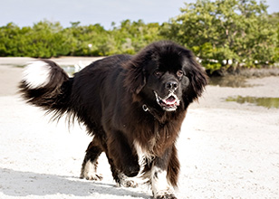 What are the Benefits of Off-Leash Dog Training?