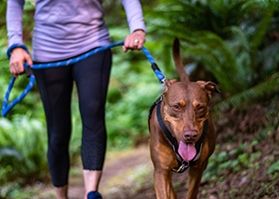 7 Ways to Make Your Dog Walk More Fun & Effective