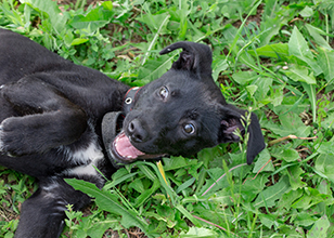 How to Choose a Suitable Dog Boarding Facility