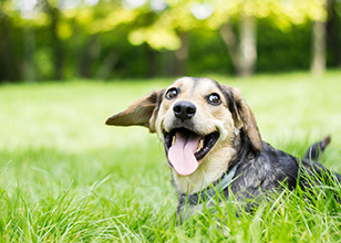 Dealing with fear aggression in best sale dogs