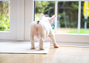 Dog or Dog — How to Potty Train your Puppy and Mistakes we make
