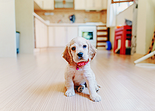 How to Deal with Puppy Potty Training Problems