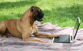 online dog training