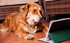 Online Virtual Dog Training Sessions