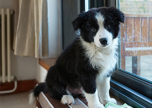 Puppy Potty Training