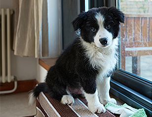 Border collie potty training deals