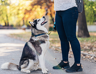 Reactive Dog Training