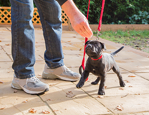 A Complete Puppy Training Timeline to Teach Good Behaviour