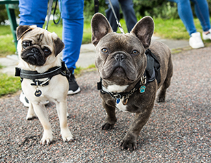 Manage Leash Aggression in Dogs