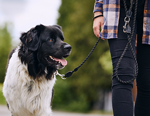 How to Manage Leash Aggression in Dogs