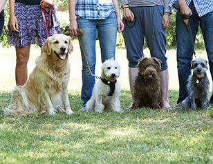 When Does Your Dog Need Obedience Training?