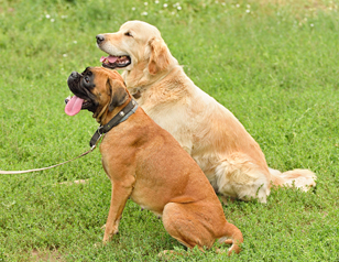 Dog Obedience Training