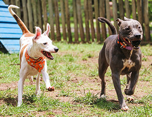 Off-Leash Dog Park Guide: Things You Should Know