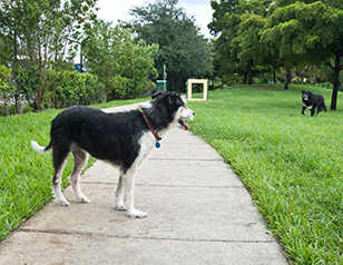 Off-leash Dog Park Guidelines