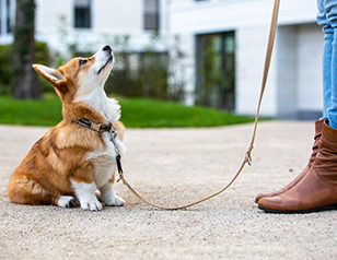 Puppy Training: A Complete Schedule for 8-16 Weeks Old