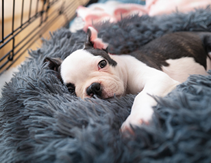 Crate Training for Your Puppy