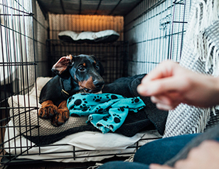 Dos & Don’ts for Crate Training Your Dog