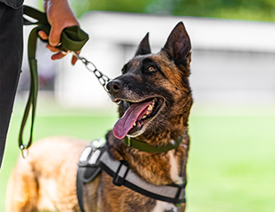 8 Types of Specialized Dog Training Services