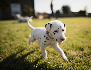 A Comprehensive Guide to Puppy Potty Training Regression