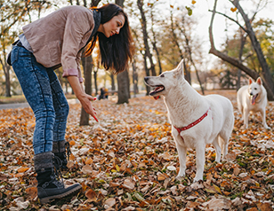 Off-Leash Dog Training: How to Build Reliability