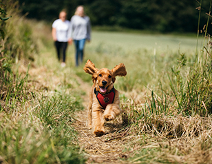 Off-Leash Dog Training: How to Build Reliability