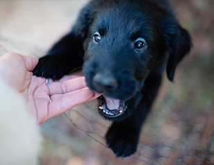 What To Do When Your Dog’s Biting Continues into Adolescence