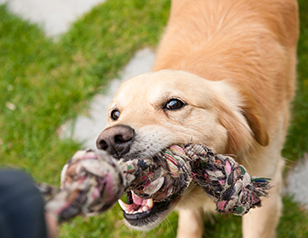 What To Do When Your Dog’s Biting Continues into Adolescence